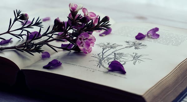 The Rise of the Collector’s Edition: Why Beautiful Print Books Are the New Status Symbol